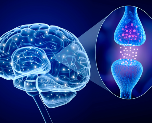 brain and nervous system